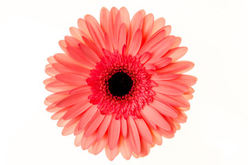 Orange gerbera flower on the white background. Flat lay, top view 