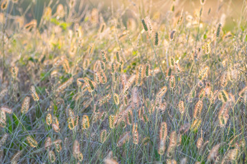 Midwestern tall grass meadow with golden hour sun backlight.  Abstract view of natural grass tops that fill the frame with texture and color.