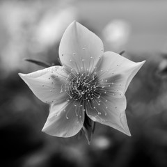 Blüte schwarz weiß © Yvonne