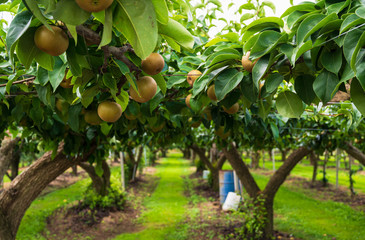 Fototapeta na wymiar 果樹園の梨の木