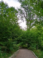 Summer landscape, trees in the forest