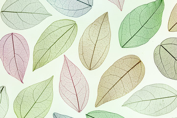 Multicolo, transparent leaves of the skeleton with a beautiful texture