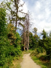 Fototapeta premium Summer landscape, alley in the park