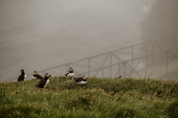 Mykines in the Faroe Islands - The Puffin Island