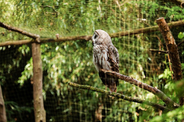 The Barn Owl is the most common of its species and is found throughout the world. Hogle Zoo. owl in...