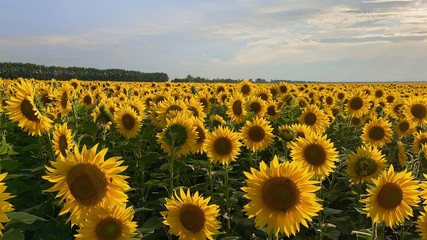 Fototapeta premium Whole field of sun-yellow sunflowers with seeds