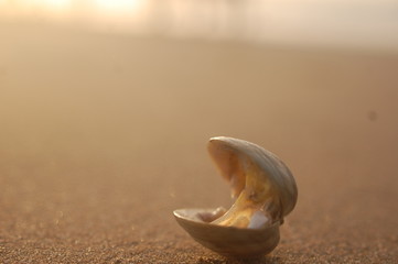 Fototapeta na wymiar isolated clam on the beach at sunset time