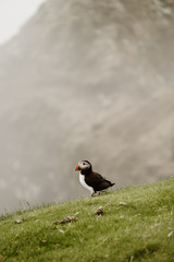 Mykines in the Faroe Islands - The Puffin Island