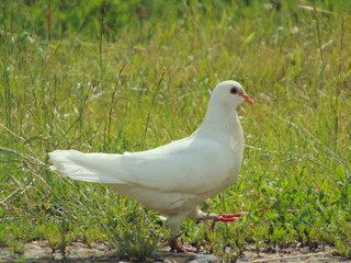 white pigeon on green grass