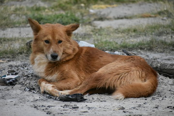 Brownie Dog (German Shepperd)