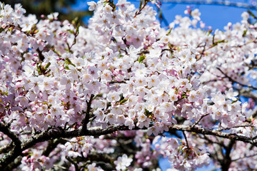 cherry blossoms blooming in Alishan of Chiayi. Alishan Forest Recreation Area in Chiayi, Taiwan.