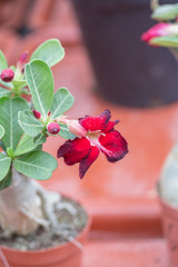 Desert rose with red flowers and green leaves，Adenium obesum