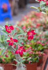 Desert rose with red flowers and green leaves，Adenium obesum