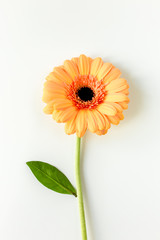 Orange gerbera flower on the white background. Flat lay, top view 