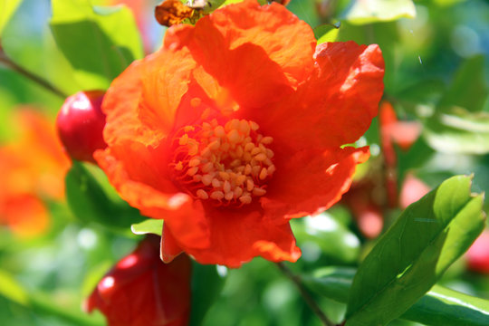 Fiore ermafrodita con stami del Melograno Punica Granatum