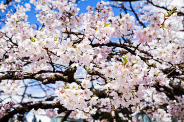 Obraz premium Beautiful cherry blossoms are blooming in Alishan Forest Recreation Area in Chiayi, Taiwan.