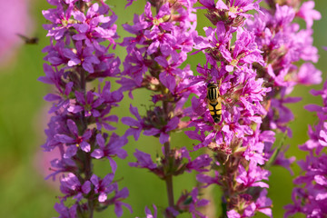  Gemeine Sumpfschwebfliege - Helophilus pendulus) auf  Gewöhnlichen Blutweiderich