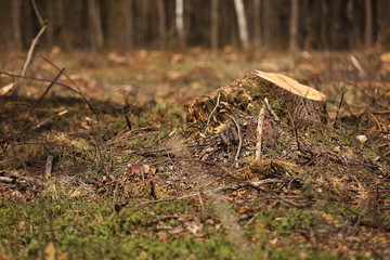 The picture after felling is a lot of stumps of coniferous trees remaining in the ground. stumps after illegal felling. selective focus