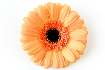 Orange gerbera flower on the white background. Flat lay, top view 