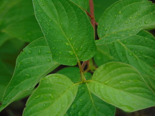 rain drops on a leaf
