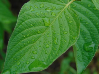 green leaf with water drops