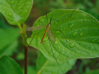 mosquito on leaf