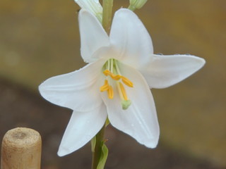 close up of a white lily