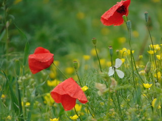 Fototapeta na wymiar red poppy in the field