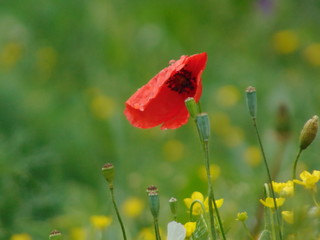 red poppy in a field