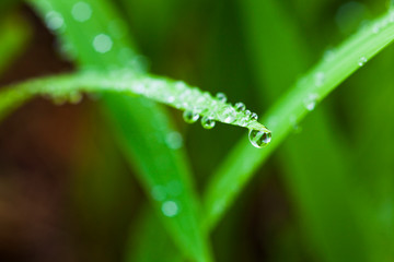 Fresh green grass with dewdrops close-up. 