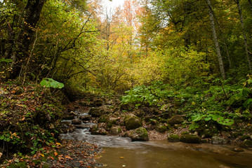 stream in the mountain forest