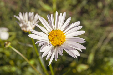 daisies in the meadow.