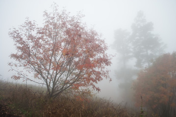 Fototapeta na wymiar Tree in the foggy autumn mountains