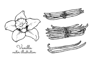 Vintage vanilla flower and vanilla sticks bunches collection