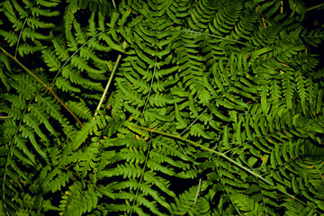 Beautiful ferns leaves green foliage natural floral fern background in sunlight.