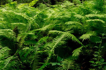 Beautiful ferns leaves green foliage natural floral fern background in sunlight.