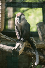 Young Chimpanzee Swinging and Jumping from a Tree