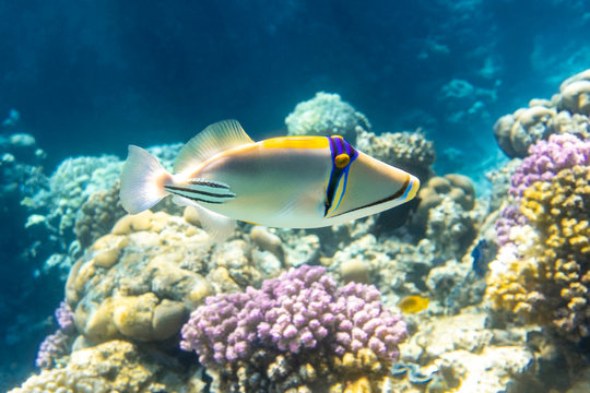 Arabian picassofish (Rhinecanthus assasi, triggerfish) in a colorful coral reef in Red Sea, Egypt. Unusual tropical bright fish in blue ocean lagoon water. Underwater photo.