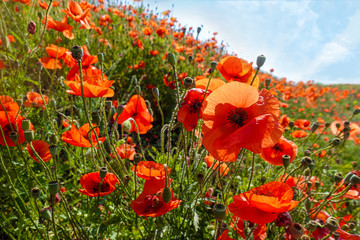 Obraz premium Summer poppy field on a sunny day. Green meadow with wild bright red flowers. Red poppies (Papaver rhoeas, common poppy, corn rose).
