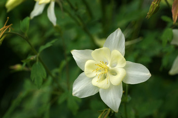 June in the garden, Aquilegia in full bloom, close-up