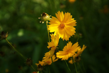 July in the garden, yellow flower in full bloom, close-up, fuzzy