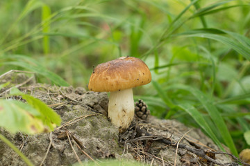 Boletus edulis edible mushroom in the forest