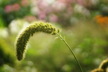 July in the garden, a spike of grass in full bloom, close-up