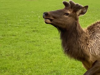 Fototapeta premium head of a deer standing on the grass