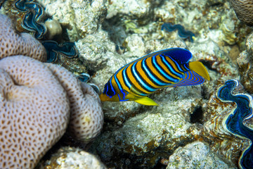 Royal Angelfish (Regal Angel Fish) over a coral reef, Red Sea, Egypt. Tropical colorful orange, white and blue striped fish with yellow fins, in blue ocean water. Close up, side view.