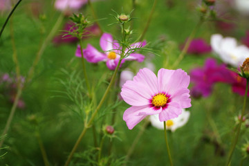July in the garden, pink flower in full bloom