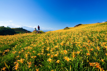 view of the beautiful daylilies in the Liushishi Mountain of Hualien, Taiwan.