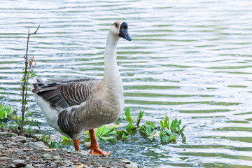 Naklejka na ściany i meble The goose on the lakeshore in the park