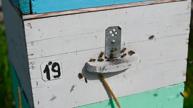 Detail of crowded gate into wooden bee hive. Bees arriving with legs wrapped by yellow pollen. Bees leaving hive and flying for new batch of pollen. Production of sweet honey. Bees working hard