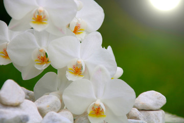 Fototapeta na wymiar Orchidee mit steine